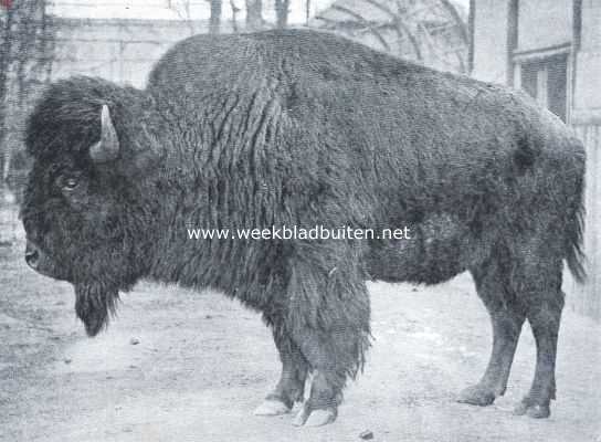 Bij de bison-perken van 