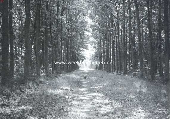 Gelderland, 1917, Staverden, Het Hof te Staverden. Laan op het landgoed