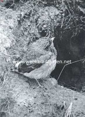 Onbekend, 1917, Onbekend, Jong tapuitje aan den ingang van het nest in een konijnenhol