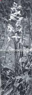 Een aristocraat. Platanthera Bifolia boven het gras