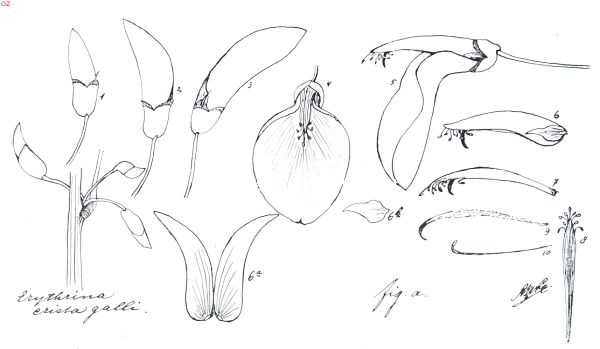 Onbekend, 1917, Onbekend, Bloemdeelen van de koraalstruik. 1 bloemknop; 2 en 3 nog gesloten bloemen; 4 bloem van voren gezien; 5 bloem ter zijde gezien; 6 kiel met zwaarden, meeldraden en stamper; 6a kiel opengespleten; 6b zijdelings bloemblaadje, een der zwaaarden; 7 meeldradenkokertje met ingesloten stamper; 8 meeldradenkokertje geopend zonder stamper; 9 stamper; 10 losse korte meeldraad