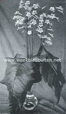 Nieuwe Streptocarpus Hybriden. Streptocarpus Grandis X Streptocarpus Hybridus