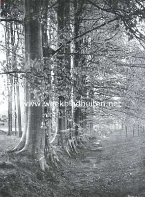 Herfst onder de beuken