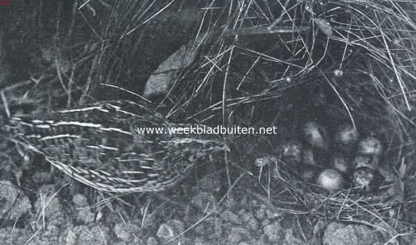 Onbekend, 1917, Onbekend, Kwartel bij zijn nest