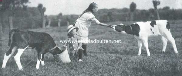 Nederland, 1917, Onbekend, Klaaglied van het kalf. Het kalfje en zijn vriendinnetje