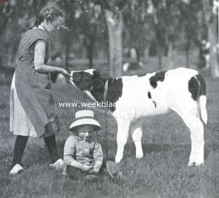 Nederland, 1917, Onbekend, Klaaglied van het kalf. De kinderen van den boer en het vriendinnetje