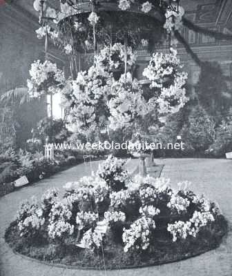 De hangende begonia's op de kerstmis-keuring van de Nederlandsche Maatschappij voor Tuinbouw- en Plantkunde in de zalen van 