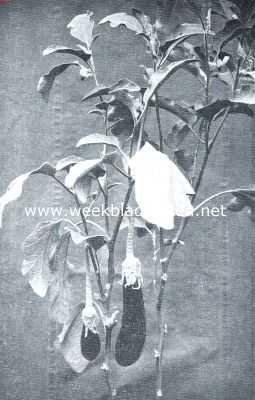 Onbekend, 1918, Onbekend, Aubergine of eierplant met purperen vruchten