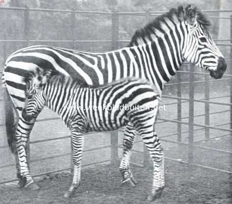 Onbekend, 1918, Onbekend, Uit de zebra-perken van 
