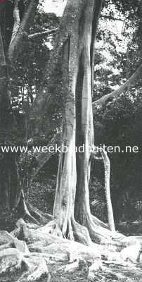 Sri Lanka, 1918, Onbekend, Ficus Elastica. Stam van de Hevea Brasiliensis, naast de ficus de voornaamste caoutchoucboom in den proeftuin op Ceylon