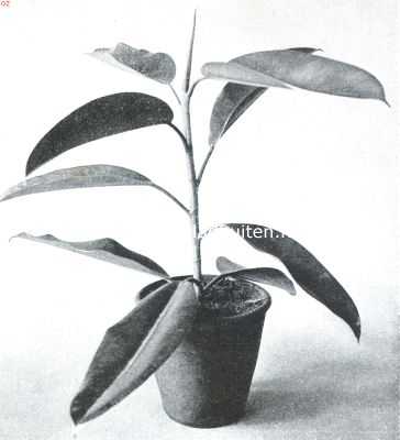 Ficus Elastica als kamerplant
