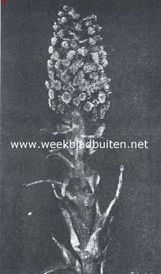 Onbekend, 1918, Onbekend, Bloem van het groote hoefblad, welks bloeiperiode reeds in Maart of begin April valt, waardoor zijn bloemen veel minder bekend zijn dan zijn reusachtige parasolvormige bladen