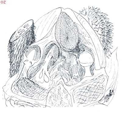 Groeitop met bladen en bloemknoppen in aanleg, beschermd door schutbladen met slijmcellen (verkleind)