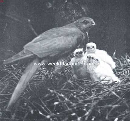 Onbekend, 1918, Onbekend, De sperwer. Sperwerwijfje op den horst bij hare jongen