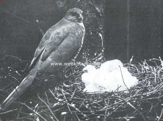 Onbekend, 1918, Onbekend, De sperwer. Sperwerwijfje met pas geboren jongen