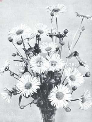 Onbekend, 1918, Onbekend, Drie mooie vaste planten. Een bouquetje Doronicums