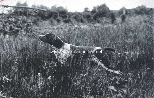 Nederland, 1918, Onbekend, Veldwedstrijden voor honden. 