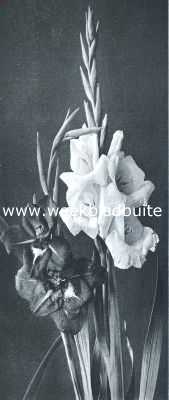 Onbekend, 1918, Onbekend, Twee gladiolus-verscheidenheden