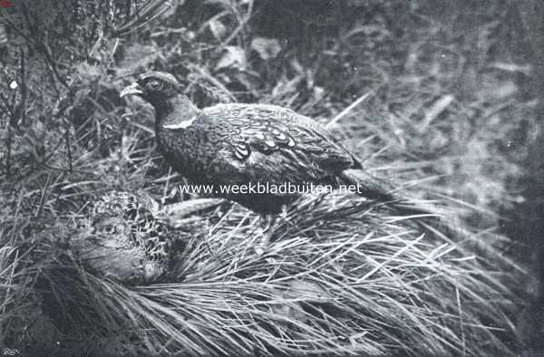 Onbekend, 1918, Onbekend, Bont van pluim. Fazanten op het nest