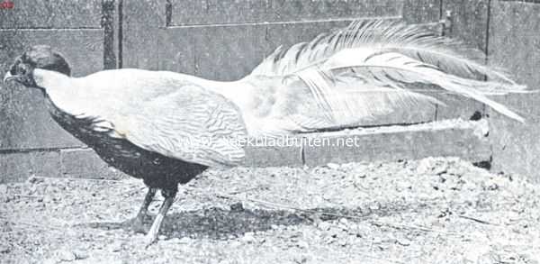 Onbekend, 1918, Onbekend, Zilverfazant (Gennaeus Nycthemerus), Uit China en Japan