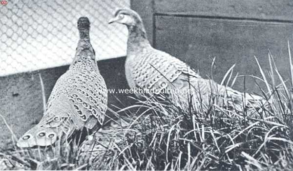 Spiegelpauw (Polyplectron Chinquis).  Wordt aangetroffen in Zuid-China, Cochin-India, Malakka, Sumatra, Borneo