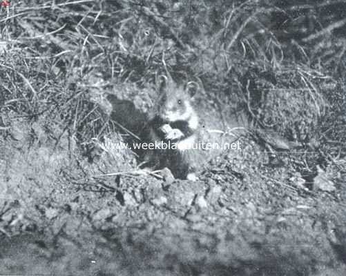 Onbekend, 1918, Onbekend, Hamster, op zijn achterpooten zittend