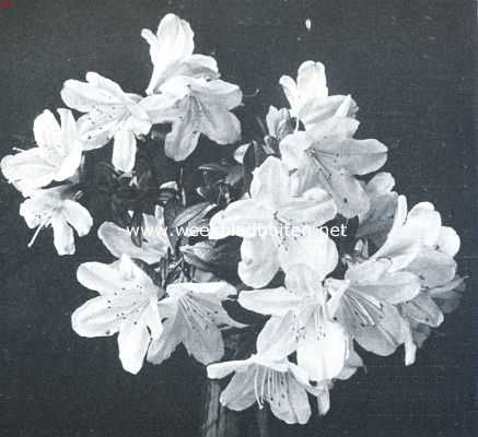 Onbekend, 1918, Onbekend, Rhododendron Gibsonii