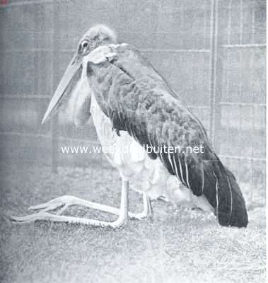 Onbekend, 1918, Onbekend, Maraboe in rustende houding