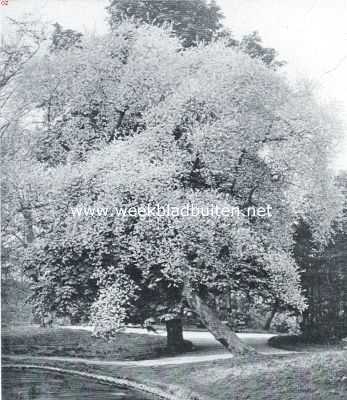 Utrecht, 1918, Utrecht, Verdwijnend schoon. De Prunus Mahaleb in bloei in het verdwijnend park Nieuweroord te Utrecht