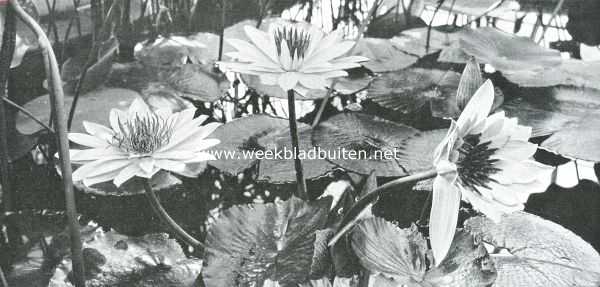 Tropische waterplanten. Een krachtig bloeiend exemplaar van Nymphaea Lotus Flore Albo (Witte Egyptische Lotus) met bloemen van ruim 25 c.M. in doorsnede, in den Hortus te Amsterdam. (nachtbloeier)