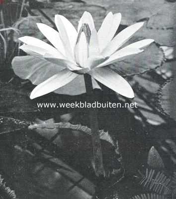 Tropische waterplanten. Bloem van de Witte Egyptische Lotus, bezig in den ochtend te sluiten