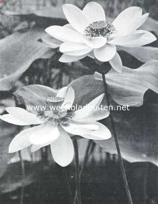 Tropische waterplanten. Bloemen en bladen van de Heilige Indische Lotus (Nelumbium Speciosum), welke hoog boven het water opgroeien en zeer welriekend zijn. (dagbloeier)