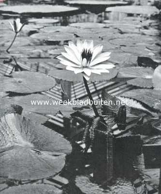 Onbekend, 1918, Onbekend, Tropische waterplanten. Bloeiende plant van de Rose Egyptische Lotus (Nymphaea Lotus Flore Roseo), welker bloemen ook niet zelden een doorsnede van meer dan 25 c.M. bereiken. (nachtbloeier)