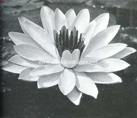 Tropische waterplanten. Bloem van de Rose Egyptische Lotus (Nymphaea Lotus Flore Roseo)