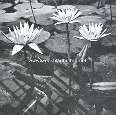 Tropische waterplanten. Rose-bloemige waterlelie  van Zanzibar (Nymphaea Zanzibariensis Flore Roseo), in de Victoriakas van den Amsterdamschen Hortus, zeer welriekend. (dagbloeier)