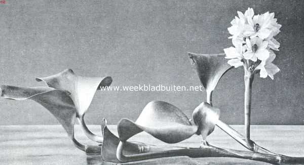 Onbekend, 1918, Onbekend, Tropische waterplanten. Waterhyacinth (Eichhornia Speciosa) in bloei