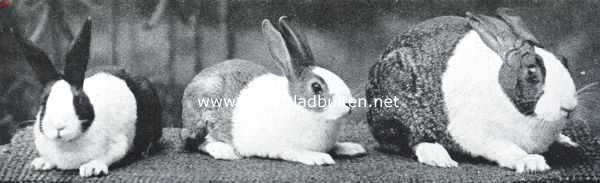 Het Hollandsch konijn. Ijzergrauw Hollandsche voedster (17 maanden oud) met jongen