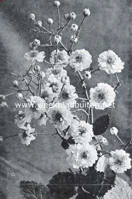 Onbekend, 1918, Onbekend, Bramen. Bloeiende tak van een sierbraam (Rubus Ulmifolius Var, Bellidiflorus)