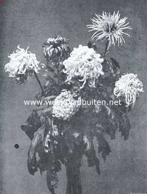 Onbekend, 1918, Onbekend, Chrysanthen