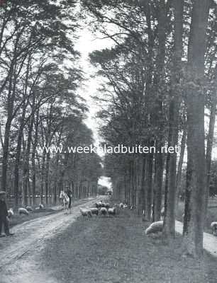 Gelderland, 1918, Ophemert, De Dreef te Ophemert bij Tiel