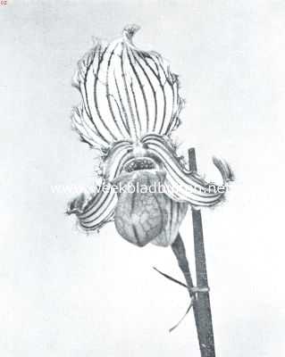 Onbekend, 1918, Onbekend, Cypripedium Fairieanum