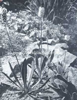 Onbekend, 1918, Onbekend, Primula Littoniana