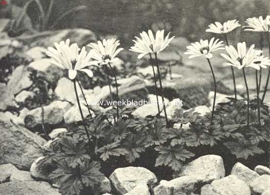 Onbekend, 1918, Onbekend, Anemone Blanda Synthinica