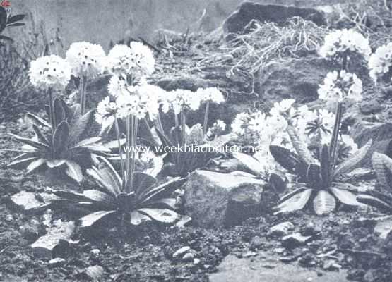 Onbekend, 1918, Onbekend, Primula Denticulata Alba