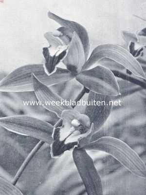 Mooie orchideen. Cymbidium Lowianum