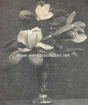 Onbekend, 1919, Onbekend, Bloemen van de Magnolia Yulan