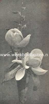 Onbekend, 1919, Onbekend, Bloemen van de Magnolia Soulangeana