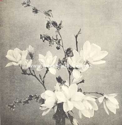 Onbekend, 1919, Onbekend, Bouquet magnoliabloemen en elzentakjes