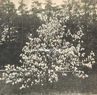 Onbekend, 1919, Onbekend, Bloeiende magnolia