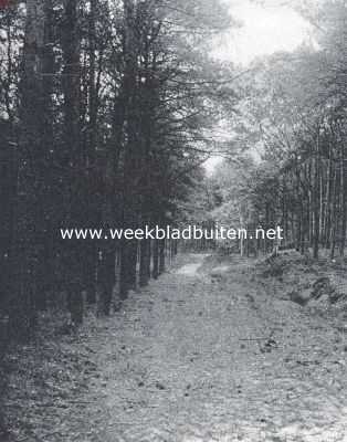 Utrecht, 1919, Onbekend, De Oostveensche Landen. Berken in 't naaldhout. (Het Nieuwe Veen)